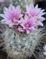 Preview: Escobaria strobiliformis